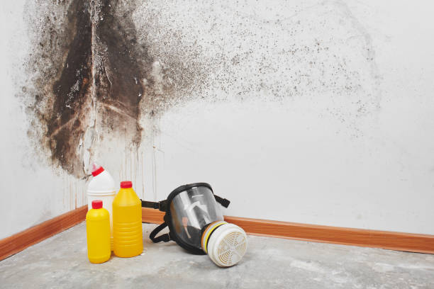 Best Attic Mold Removal  in Melissa, TX