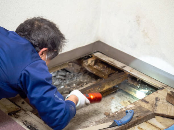 Best Certified Mold Removal  in Melissa, TX