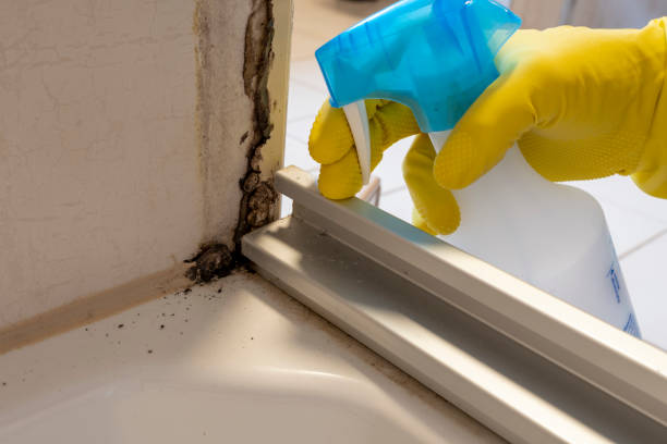 Best Mold Damage Repair  in Melissa, TX