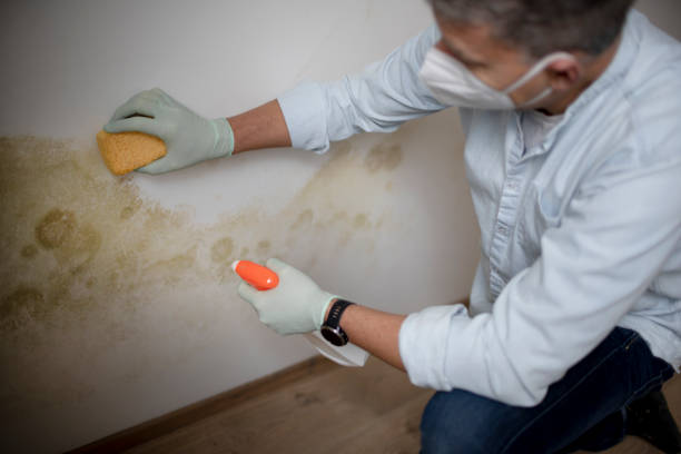 Best Mold Inspection  in Melissa, TX