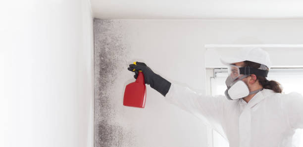 Certified Mold Removal in Melissa, TX