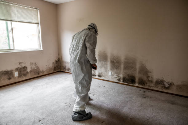 Best Best Mold Removal Companies  in Melissa, TX