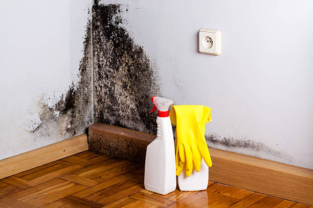 Best Mold Removal Near Me  in Melissa, TX