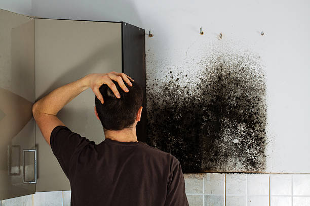 Best Mold Remediation  in Melissa, TX