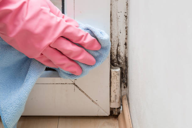 Best Local Mold Removal Service  in Melissa, TX