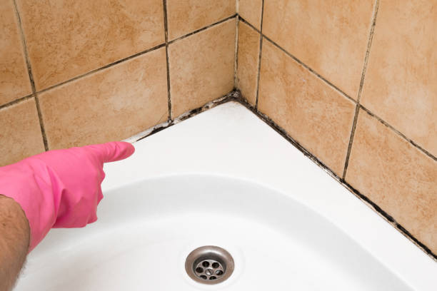 Best Black Mold Removal  in Melissa, TX